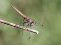 J16_0589 Trithemis annulata female